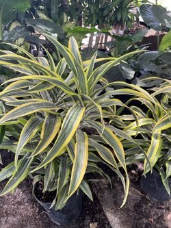 Dracaena lemon lime in 3 gls pot. SPECIAL PRICE 🤩