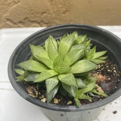 Haworthia Copperi Succulent Plant Half Gallon