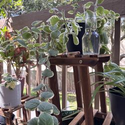 Variegated Cuban Oregano Cuttings 