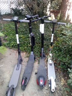 Bird scooter lots of them for sale