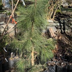 Nice Big Pine Trees - 2 Types 