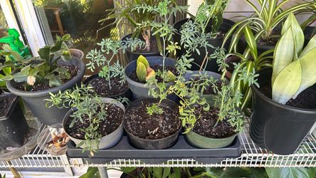 Ruda plant