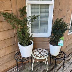 Evergreen Shrubs with stands