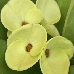 Corona De Cristo Lemon Pie $50