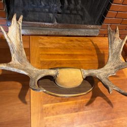 Moose Antlers on Plaque 33 Inch Spread 5x5