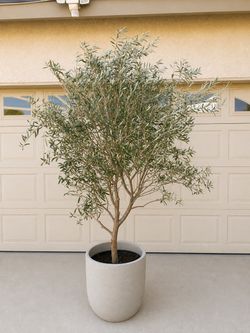 🌿 Mature Fruitless Olive Tree – 7FT with Large Planter – $400