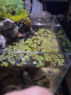 Free! Live Water Spangles and Frogbit