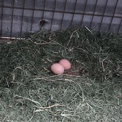 Farm Eggs Dozen