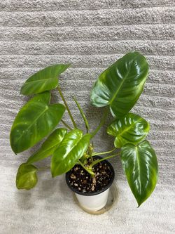 Philodendron Live Plant
