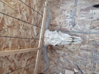 Texas long horn skull