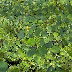 Floating Aquatic Plants