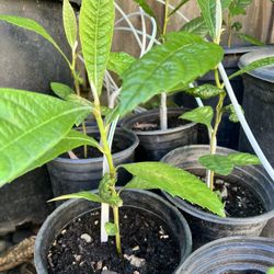 Loquat Seedlings (3 For $10) 