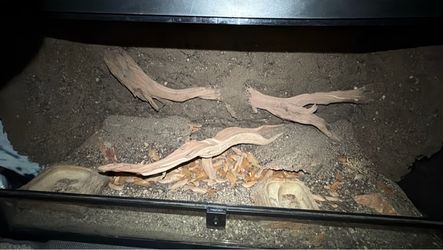 Reptile Terrarium
