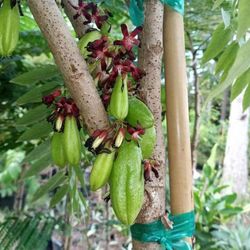 Bilimbie  Airlayered Trees 3gal  Arboles De Mimbro  Injertado  3gal 