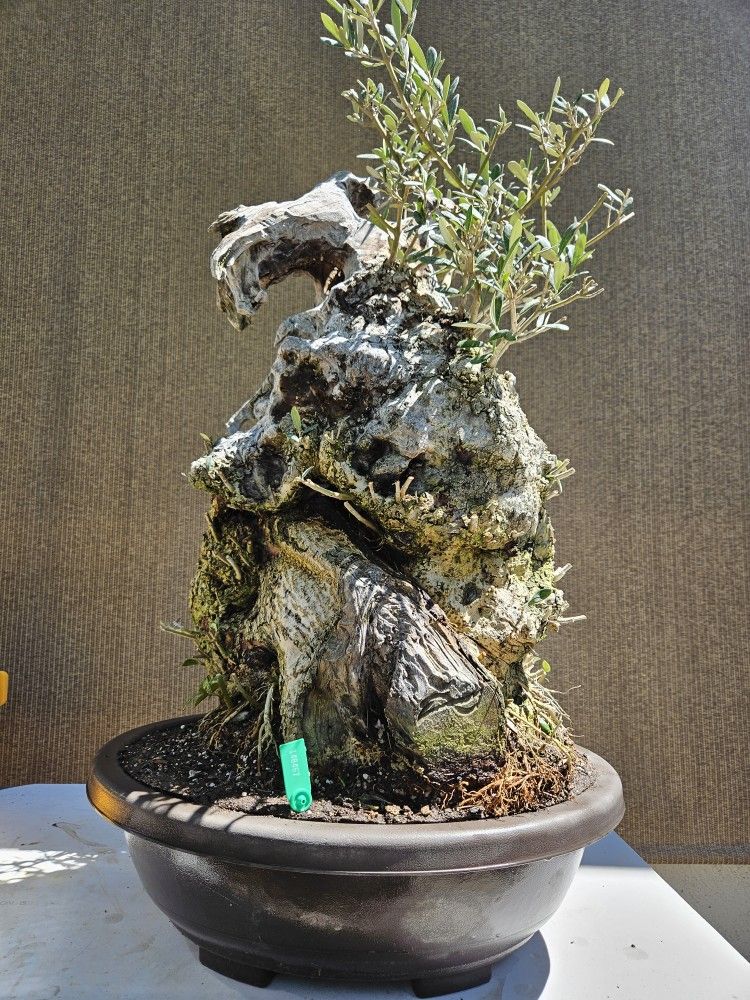 Old European Olive Bonsai Tree for Sale in Midway City, CA - OfferUp