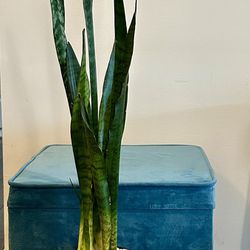 Live Snake Plant In Red/Green Mosaic Vase 