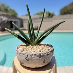 Sansevieria Cylindrica Starfish