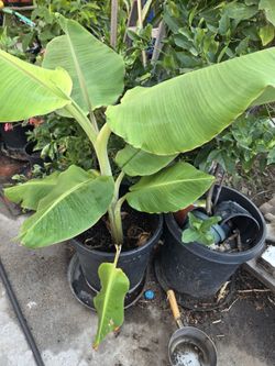 Banana Tree