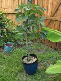 Fig tree for sale
