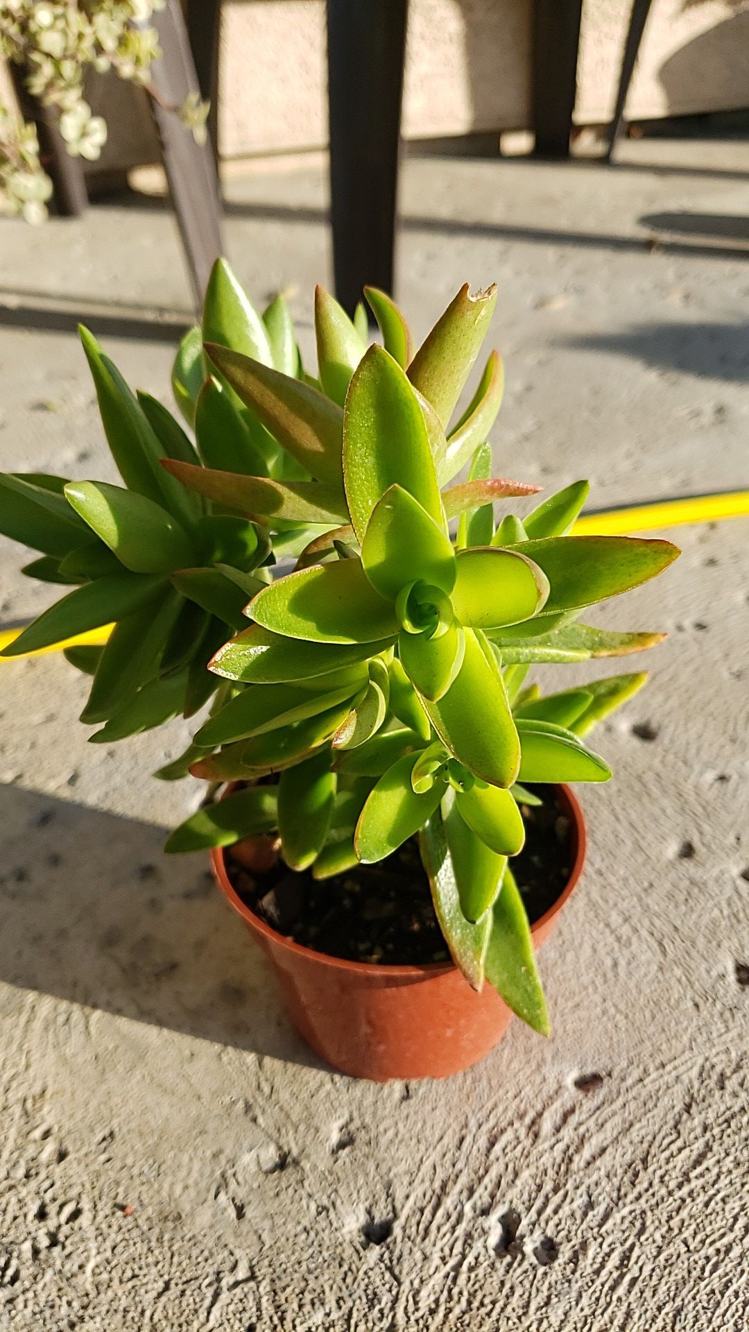 Succulent 4 inches located in 93307