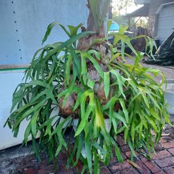 LARGE STAGHORN FERN 5 FOOT TALL