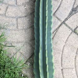 Cactus Clipping Ready To Plant Or Pot 22”
