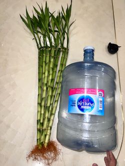Rare bundle of 10 stems of  24 inch long lucky bamboo plant tree