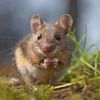 Packrat