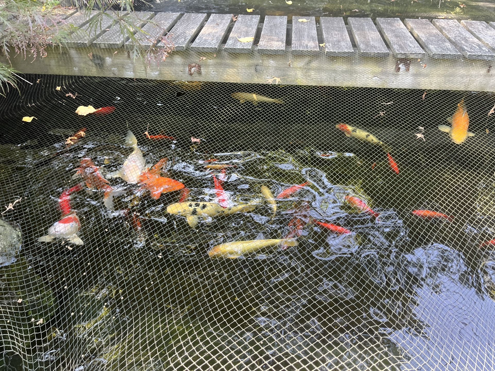 Koi
