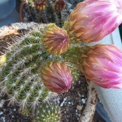 Cactus Succulents.
