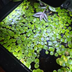 Frogbit - Aquarium Plant