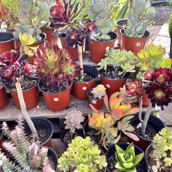 Variety Of Succulents Plants 