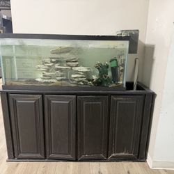 Large Fish Tank With Pleco Cat Fish