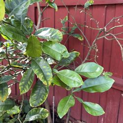 Pomelo aka lukban suha