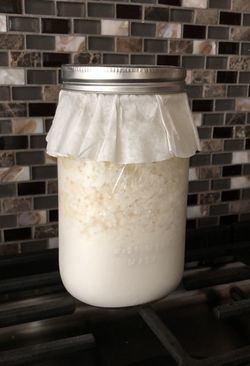 Kefir Grains (Búlgaros)