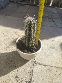 Cactus plant