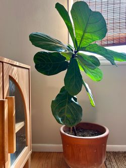 Fiddle Leaf Fig