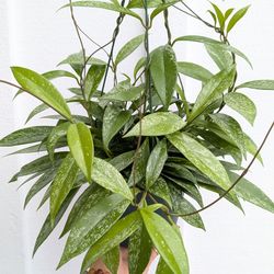 Hoya Publicalyx Splash Plant 6" Pot - Indoor House Plants