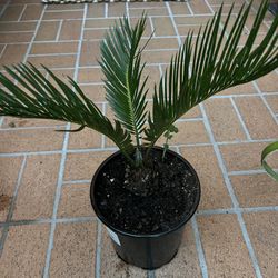 Sago  Palm 🌴