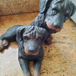 Dog Status Rottweiler