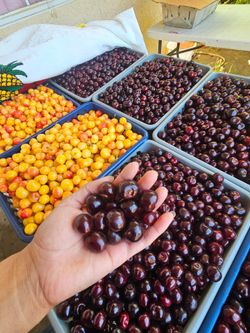 TENEMOS CHERIES FRESCA AMARILLA Y BLACK CHERRY