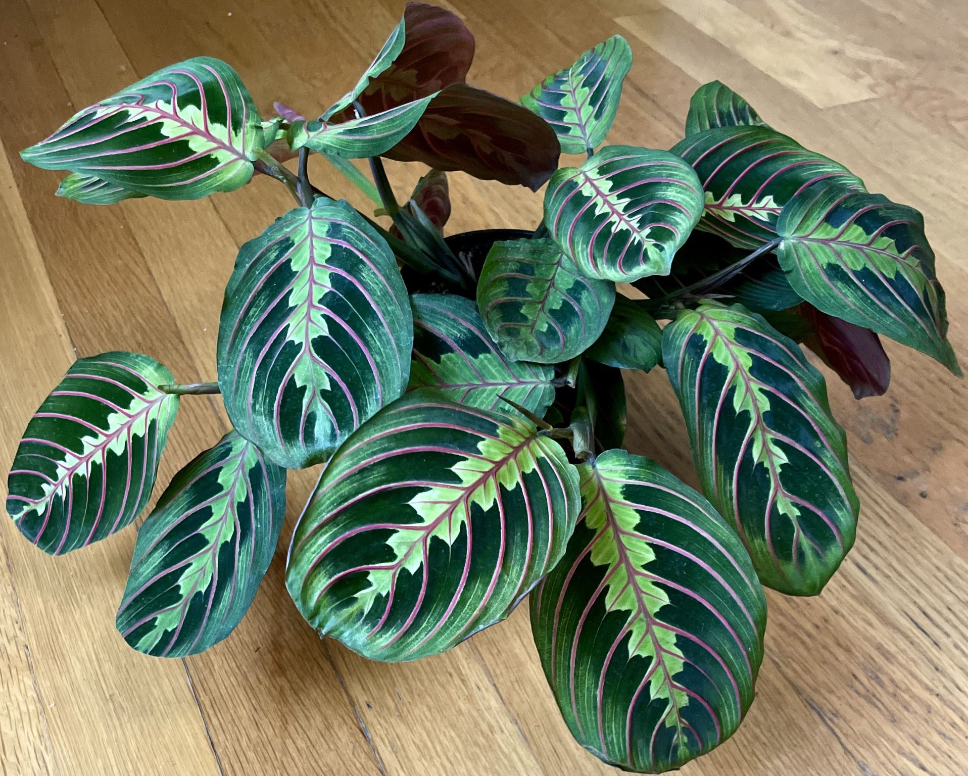 Non-Toxic Maranta Red-Veined Prayer Plant / Free Delivery Available 