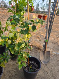 Bougainvillea blanca