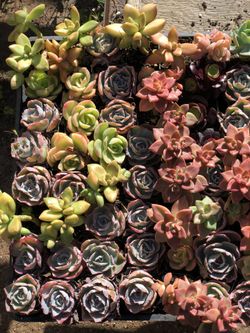Succulents for sale