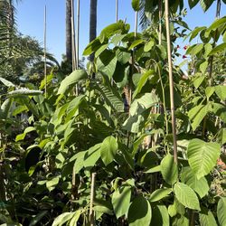 Cherimoya Fruit Tree