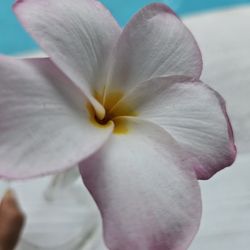 Plumeria Plants 