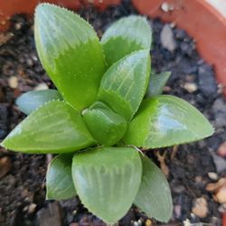 Live Plants Succulents 4" Pot Beautiful More Choices 