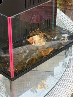 Turtle tank for sell