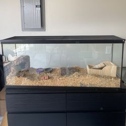 48 in fish tank (decorations included)