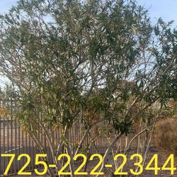 Oleanders Trimming Or Removal 